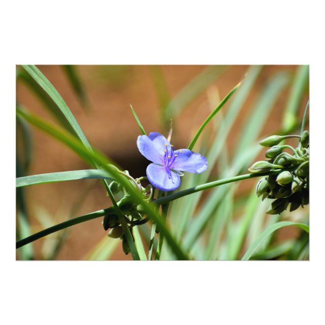 Spiderwort-blomma Fototryck (Framsidan)