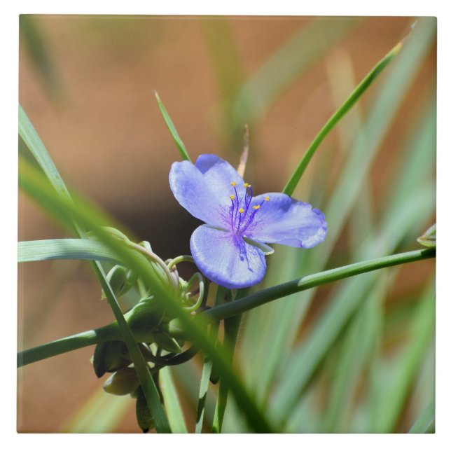 Spiderwort-blomma Kakelplatta (Framsidan)