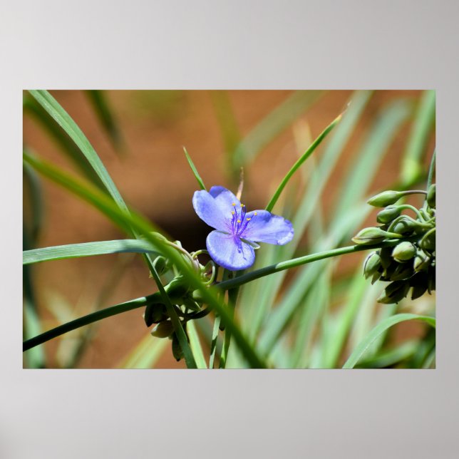 Spiderwort-blomma Poster (Framsidan)