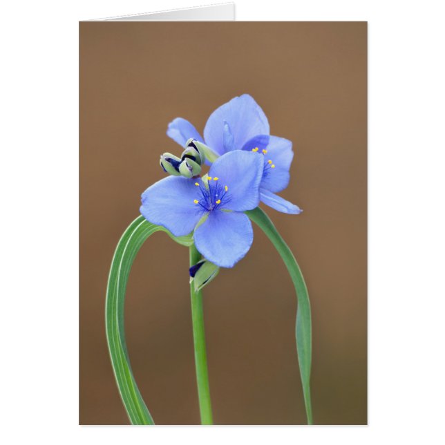 Spiderwort Blommar Closeup Hälsningskort (Framsidan)