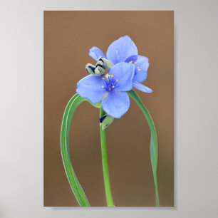 Spiderwort Blommar Closeup Poster