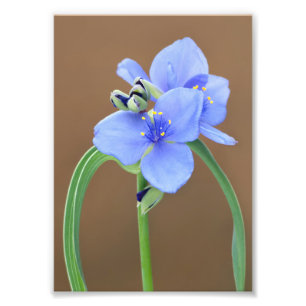 Spiderwort Flower Fototryck