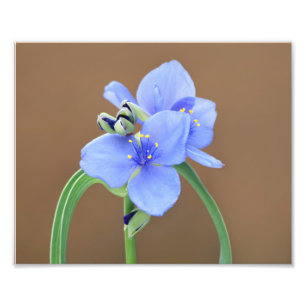 Spiderwort Flower Fototryck