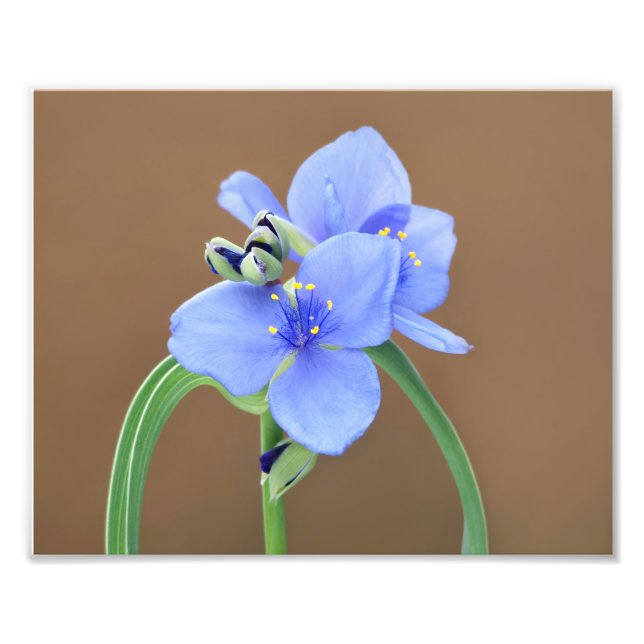 Spiderwort Flower Fototryck (Framsidan)