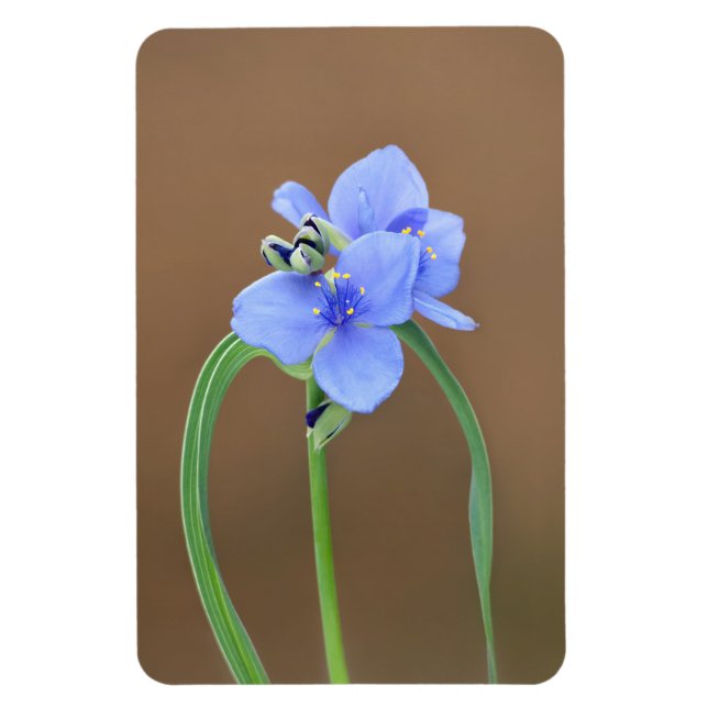 Spiderwort Flower Magnet (Vertikal)