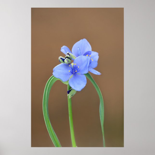 Spiderwort Flower Poster (Framsidan)