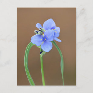 Spiderwort Flower Vykort
