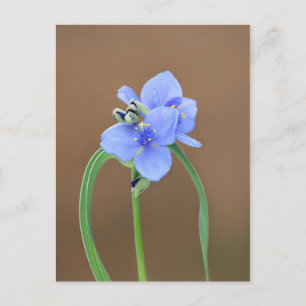 Spiderwort Flower Vykort