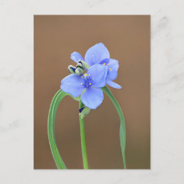 Spiderwort Flower Vykort
