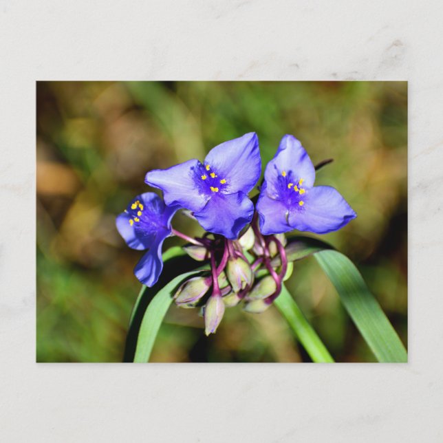 Spiderwort Flowers Vykort (Framsida)