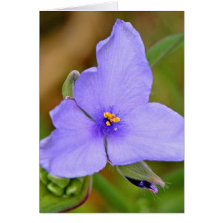 Spiderwort Hälsningskort