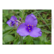 Spiderwort Lila Wildblomma