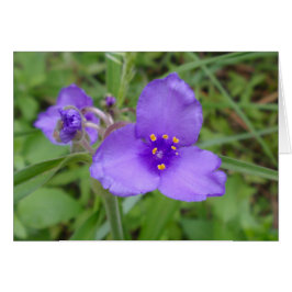 Spiderwort Lila Wildblomma Hälsningskort