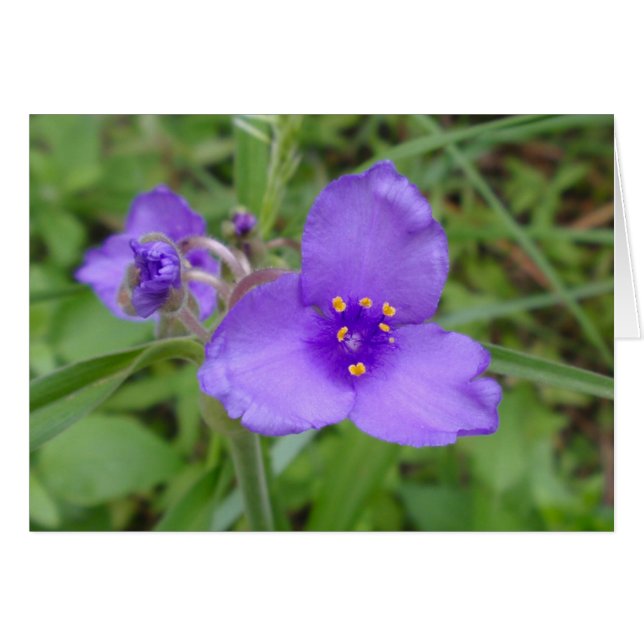 Spiderwort Lila Wildblomma Hälsningskort (Framsidan Horizontal)