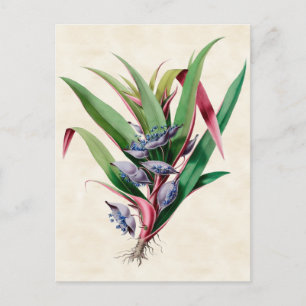 Spiderwort Vintage Botanical Vykort