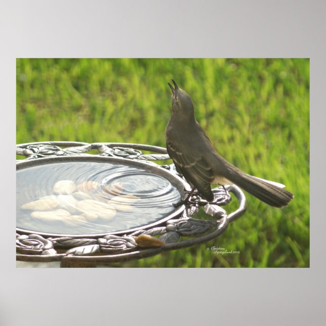 Spiegeland Mockingbird Poster vatten (Framsidan)