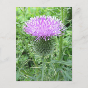 Spikad Lila Flower Vykort