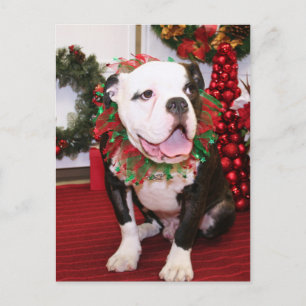 Spike - Engelska bulldog - Kahley Vykort
