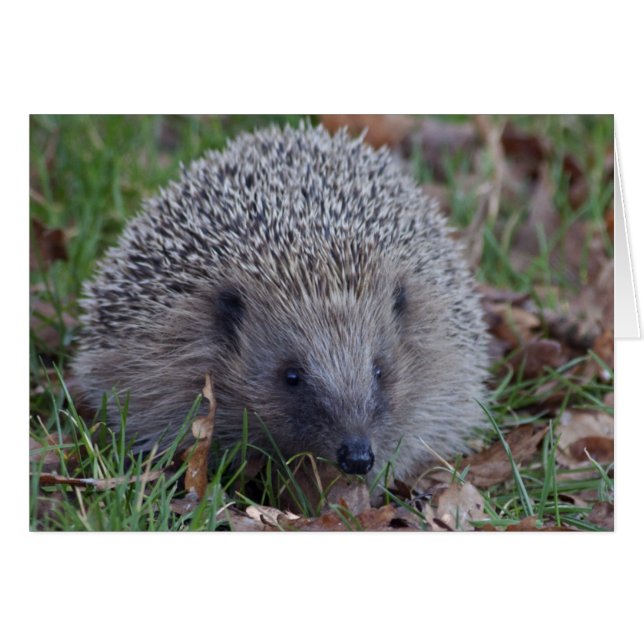 Spike-kort Hälsningskort (Framsidan Horizontal)