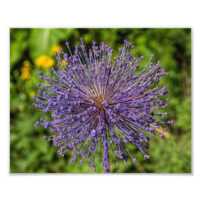 Spike Lila Flower Fototryck (Framsidan)