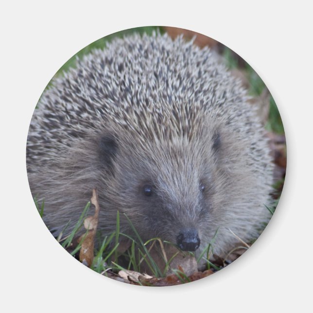 Spike Magnet (Framsidan)