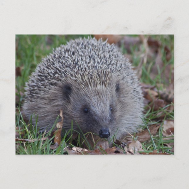 Spike vykort (Framsida)