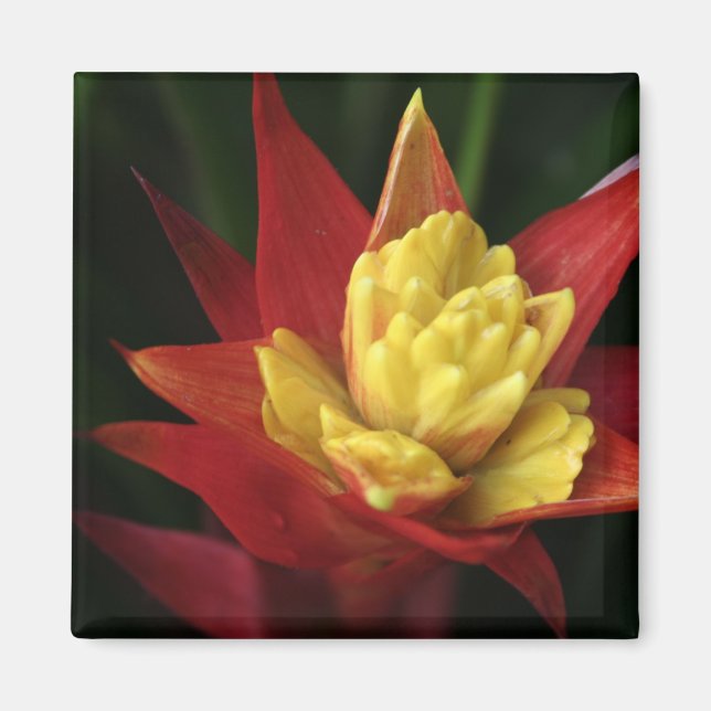 Spiky Flower magnet (Framsidan)