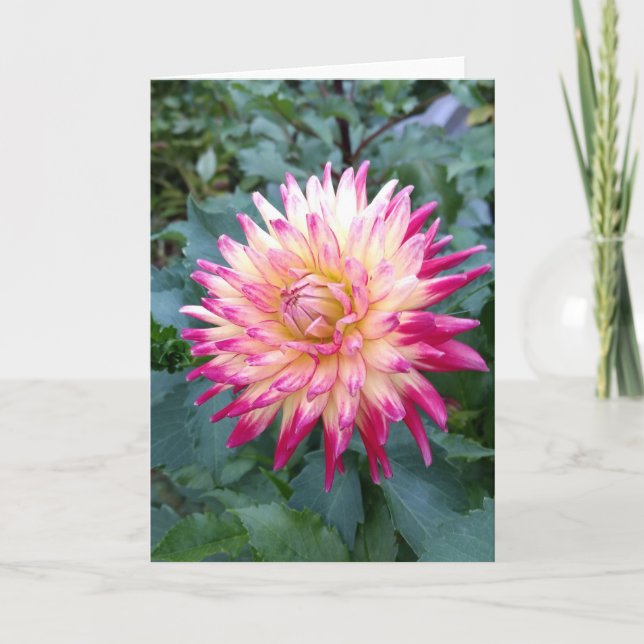 Spiky rosa dahlia-anteckningskort kort (Framsida)