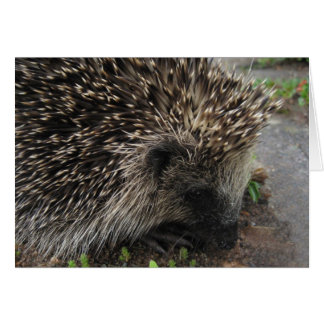Spiky the hedgehog - Card Hälsningskort