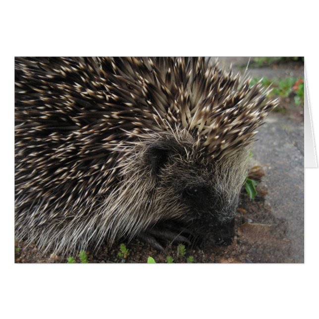 Spiky the hedgehog - Card Hälsningskort (Framsidan Horizontal)
