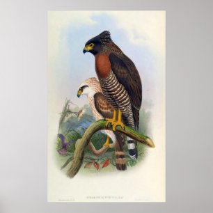 Spilornis Rufipectus (den Sulawesi Orm-örnen) Poster