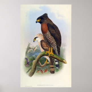 Spilornis Rufipectus (Sulawesi Serpent-eagle) Poster