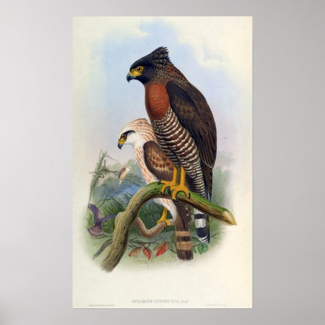 Spilornis Rufipectus (Sulawesi Serpent-eagle) Poster (Framsidan)