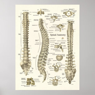 Spinal anatomi Medicinsk Chiropraktik Poster