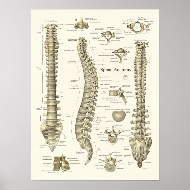 Spinal anatomi Medicinsk Chiropraktik Poster (Framsidan)