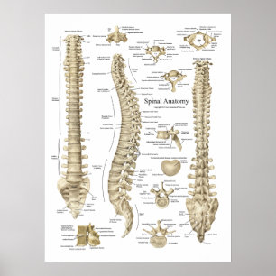 Spinal anatomi Poster Chiropraktik