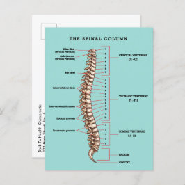 Spinal Column Anatomical Chiropractic Reactivation Vykort