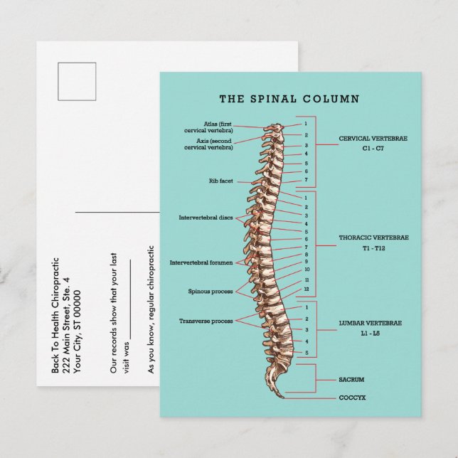Spinal Column Anatomical Chiropractic Reactivation Vykort (Fram/baksida)