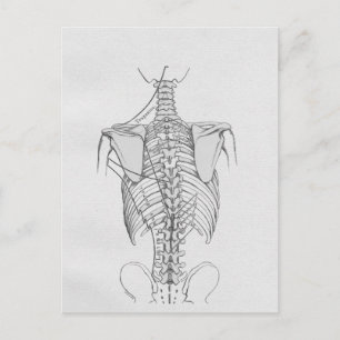 Spinal Column Bones Chiropraktic Vykort
