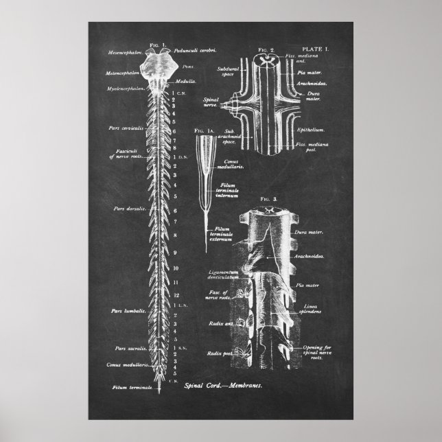 Spinal Cord Anatomy Art Skriv ut nr 1 Poster (Framsidan)