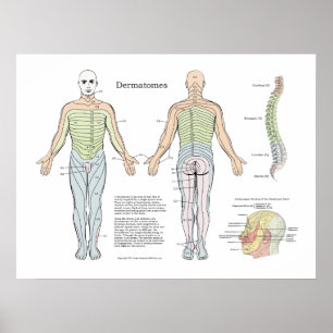 Spinal Dermatomes Poster Chiropraktik