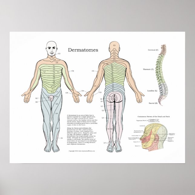 Spinal Dermatomes Poster Chiropraktik (Framsidan)