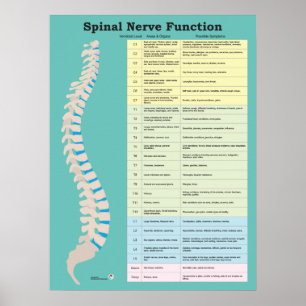 Spinal Nerve-funktion Anpassa bakgrund Färg Poster