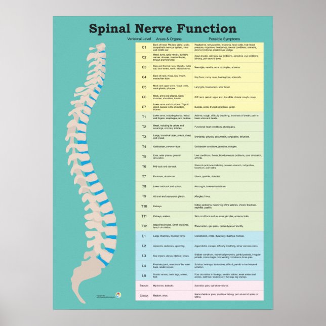 Spinal Nerve-funktion Anpassa bakgrund Färg Poster (Framsidan)