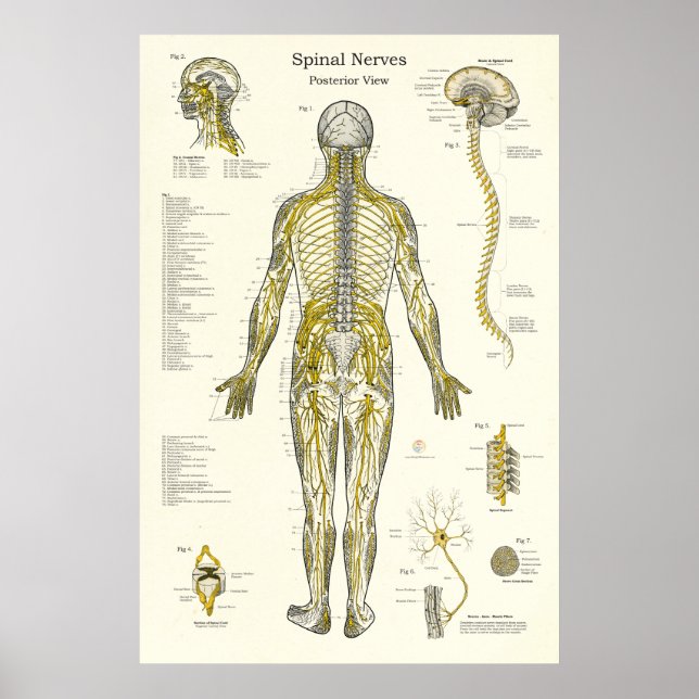 Spinal Nerves Chiropraktic Medical Poster (Framsidan)