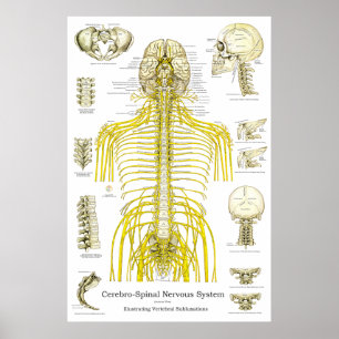 Spinal Nerves Chiropraktic Subluxations Poster