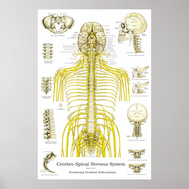 Spinal Nerves Chiropraktic Subluxations Poster (Framsidan)
