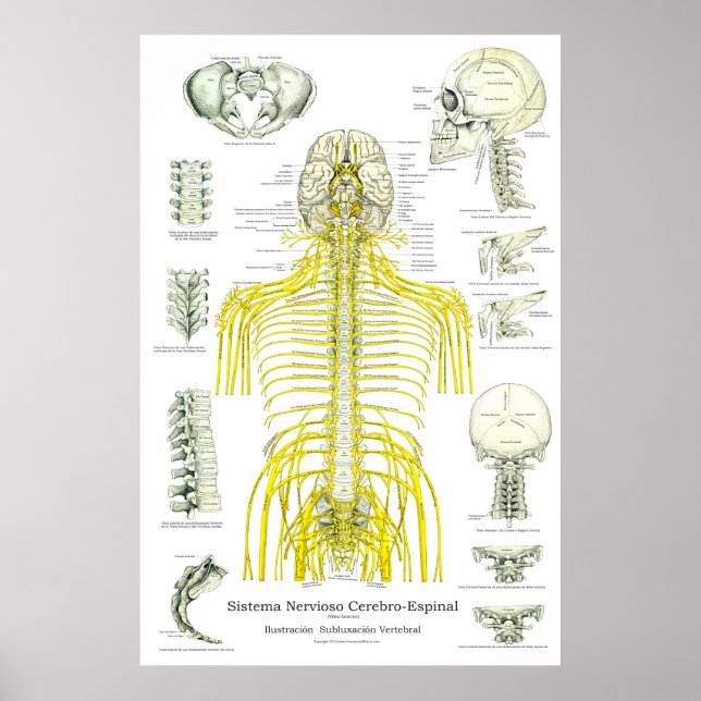 Spinal Nerves Subluxations Chiropraktic Poster (Framsidan)