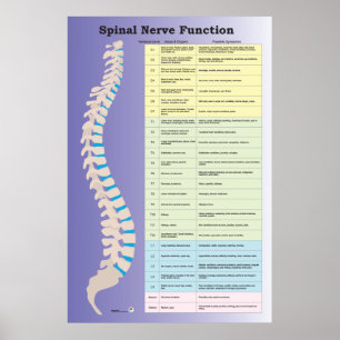 Spinal nervfunktion Poster Chiropraktik