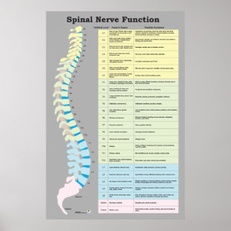 Spinal nervfunktion Poster frossa